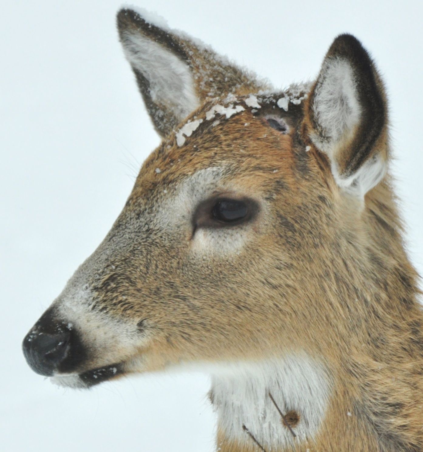 antlerless deer